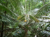 Daintree rainforest