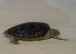 A turtle